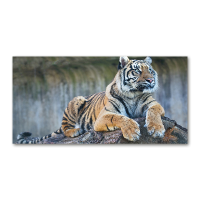 Cuadro metacrilato horizontal Tigre
