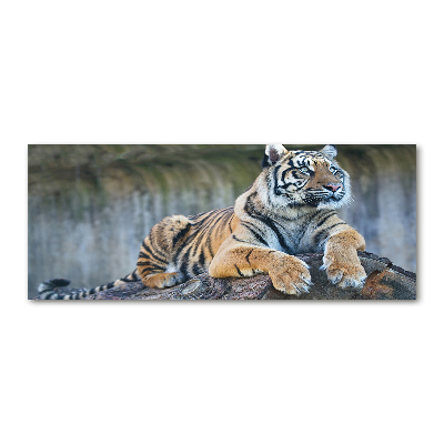 Cuadro metacrilato horizontal Tigre
