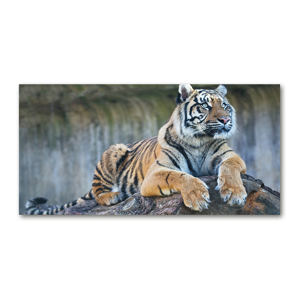 Cuadro metacrilato horizontal Tigre