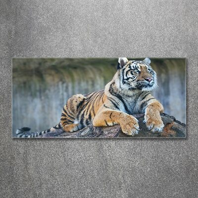 Cuadro metacrilato horizontal Tigre