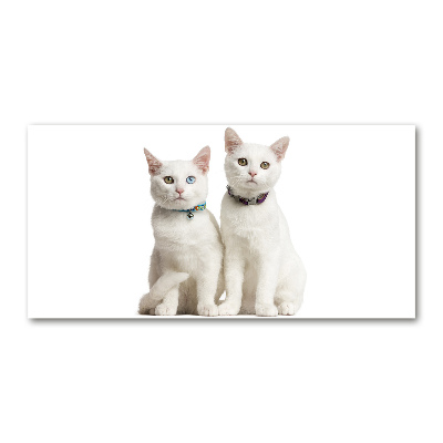 Foto en metacrilato horizontal gatos blancos