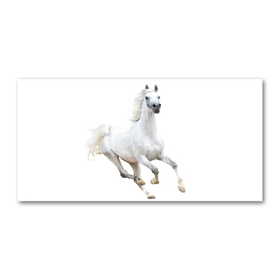 Cuadro metacrilato horizontal Caballo árabe blanco