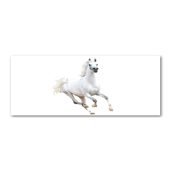 Cuadro metacrilato horizontal Caballo árabe blanco