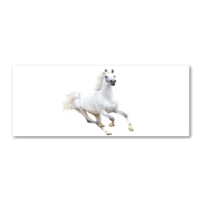 Cuadro metacrilato horizontal Caballo árabe blanco