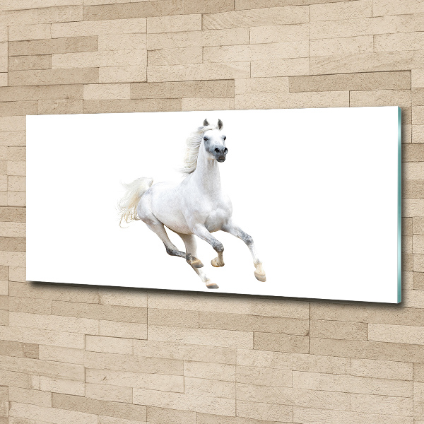 Cuadro metacrilato horizontal Caballo árabe blanco