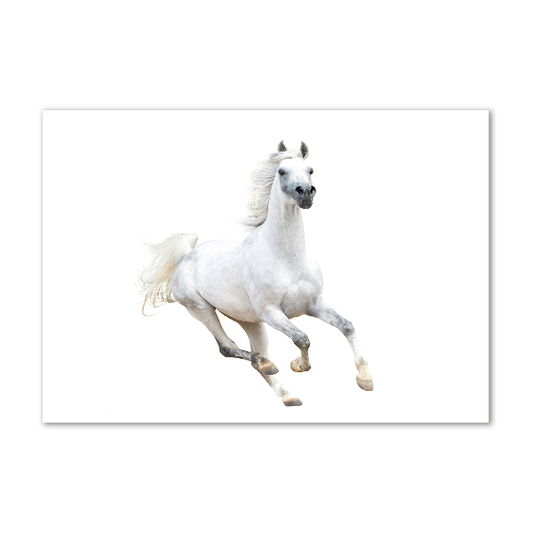 Cuadro metacrilato horizontal Caballo árabe blanco