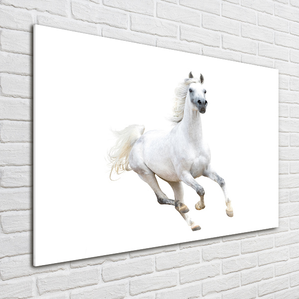 Cuadro metacrilato horizontal Caballo árabe blanco