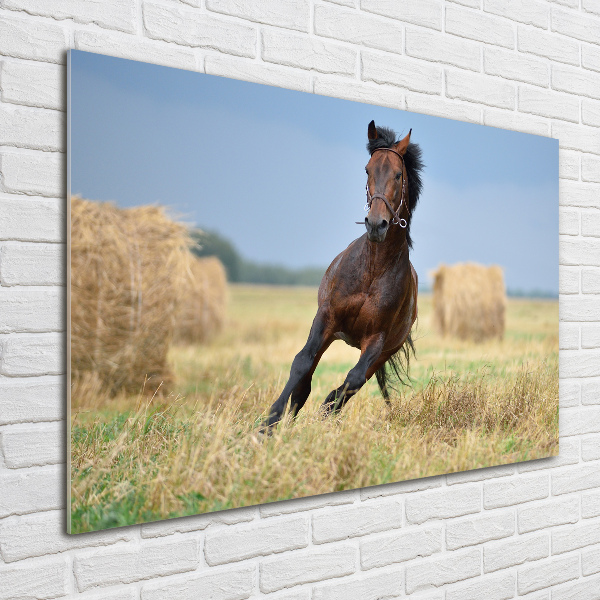 Pintura en acrílico horizontal Un caballo al galope