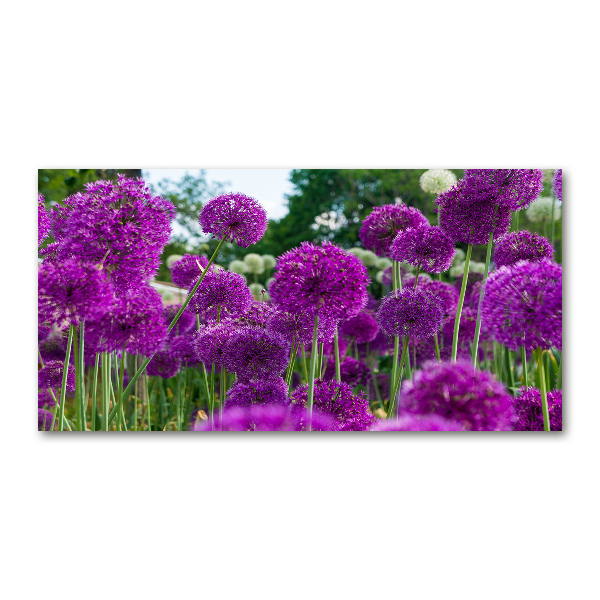 Foto en metacrilato horizontal flores de ajo