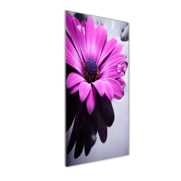 Impresión en metacrilato de alta calidad vertical Gerbera rosa
