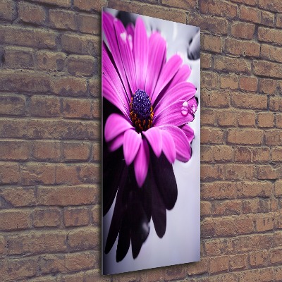 Impresión en metacrilato de alta calidad vertical Gerbera rosa