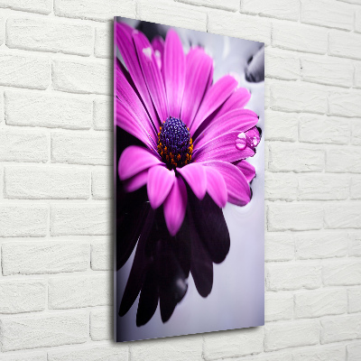 Impresión en metacrilato de alta calidad vertical Gerbera rosa
