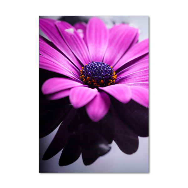 Impresión en metacrilato de alta calidad vertical Gerbera rosa