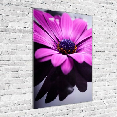 Impresión en metacrilato de alta calidad vertical Gerbera rosa