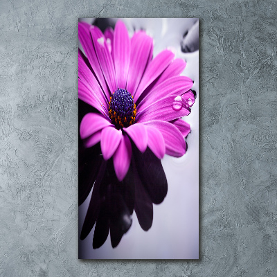 Impresión en metacrilato de alta calidad vertical Gerbera rosa