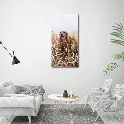 Cuadro decorativo en acrílico brillante vertical Perro perdiguero de oro