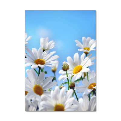 Obraz zdjęcie na ścianę akryl pionowy Stokrotki