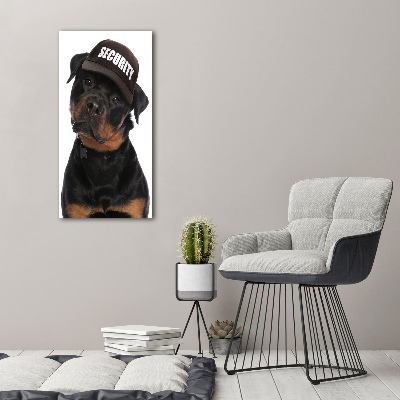 Cuadro de metacrilato vertical Rottweiler con gorra