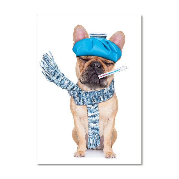 Cuadro de metacrilato moderno efecto cristal vertical perro enfermo