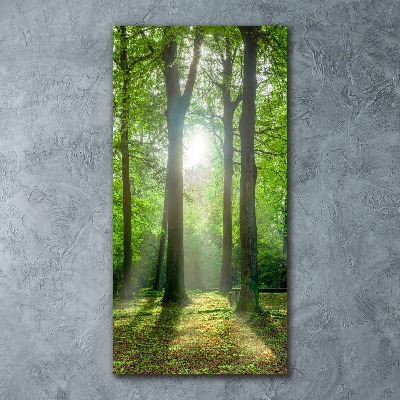 Impresión en metacrilato de alta calidad vertical El sol en el bosque