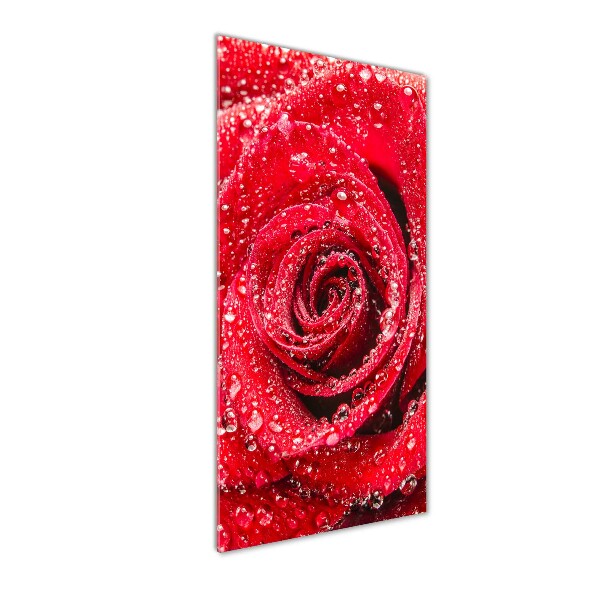 Cuadro de metacrilato moderno efecto cristal vertical Rosa roja