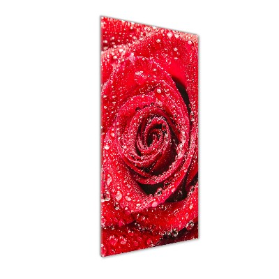 Cuadro de metacrilato moderno efecto cristal vertical Rosa roja