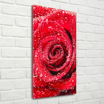 Cuadro de metacrilato moderno efecto cristal vertical Rosa roja