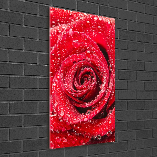 Cuadro de metacrilato moderno efecto cristal vertical Rosa roja