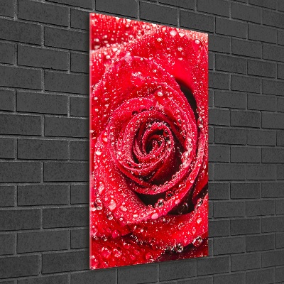 Cuadro de metacrilato moderno efecto cristal vertical Rosa roja