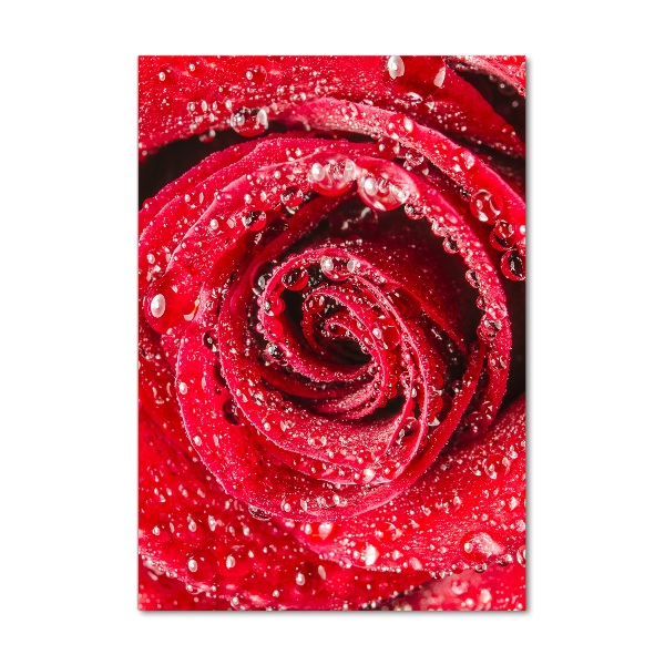 Cuadro de metacrilato moderno efecto cristal vertical Rosa roja