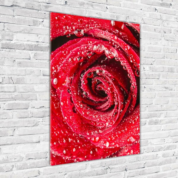 Cuadro de metacrilato moderno efecto cristal vertical Rosa roja
