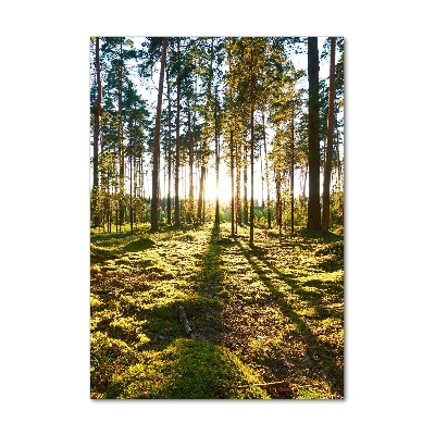 Cuadro de metacrilato vertical bosque de pinos