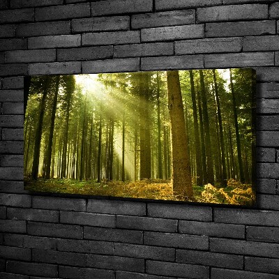 Cuadro canvas moderno de gran formato horizontal bosque de pinos