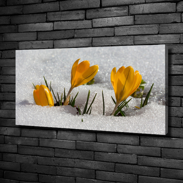 Cuadro canvas con impresión uv duradera horizontal Azafranes en la nieve