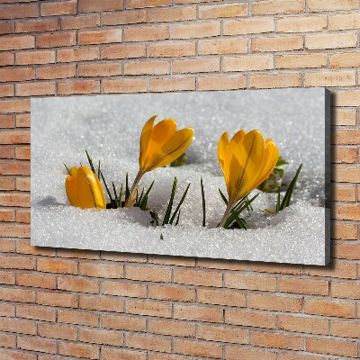 Cuadro canvas con impresión uv duradera horizontal Azafranes en la nieve