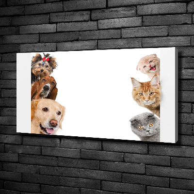 Fotocuadro en lienzo de alta calidad horizontal Perros y gatos
