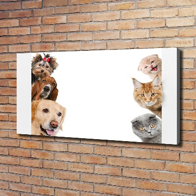 Fotocuadro en lienzo de alta calidad horizontal Perros y gatos