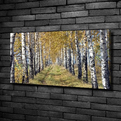 Cuadro canvas con impresión uv duradera horizontal Abedules en otoño