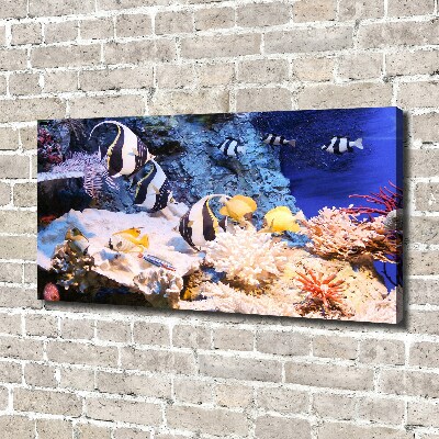 FotoObraz canvas do salonu Rafa koralowa