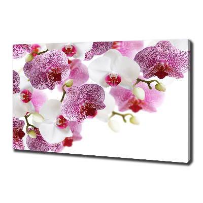 Foto obraz canvas Orchidea