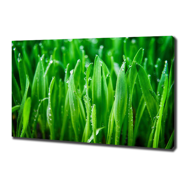 Fotocuadro en lienzo de alta calidad horizontal Césped