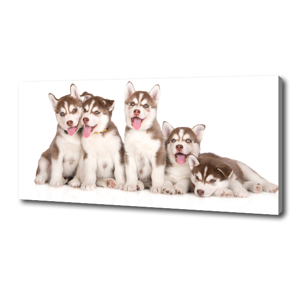 Fotocuadro en lienzo de alta calidad horizontal Cachorros de husky