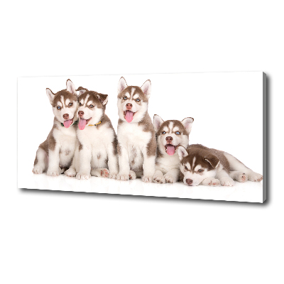 Fotocuadro en lienzo de alta calidad horizontal Cachorros de husky