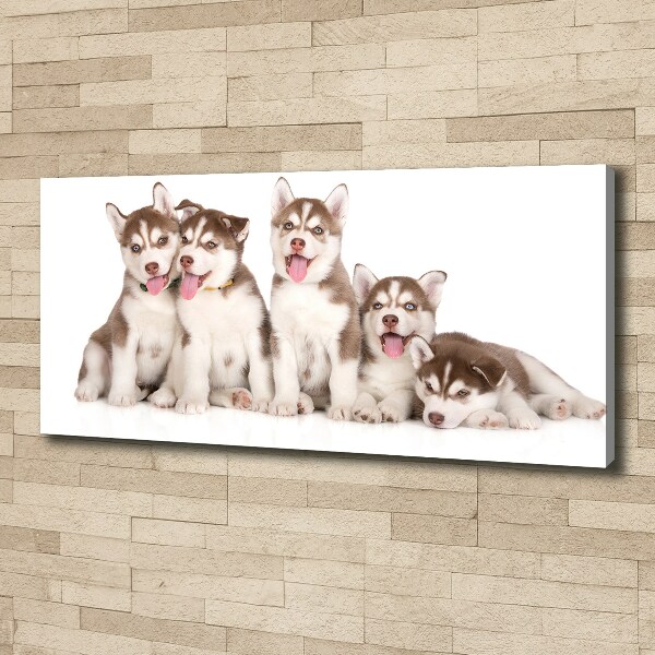Fotocuadro en lienzo de alta calidad horizontal Cachorros de husky