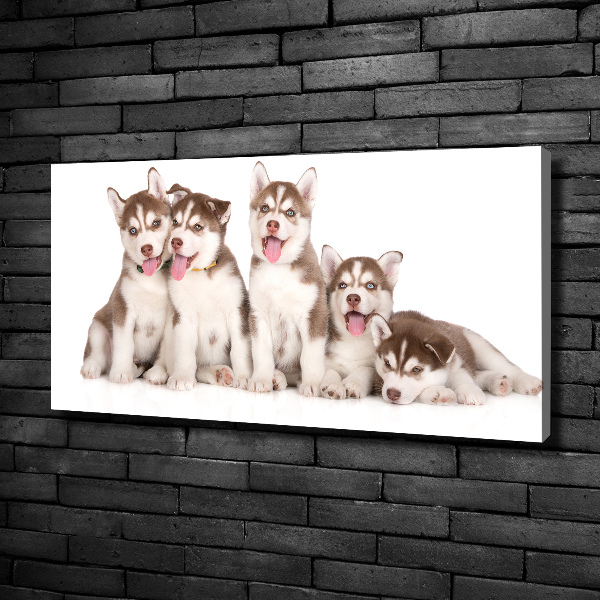 Fotocuadro en lienzo de alta calidad horizontal Cachorros de husky