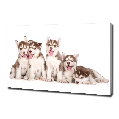 Fotocuadro en lienzo de alta calidad horizontal Cachorros de husky