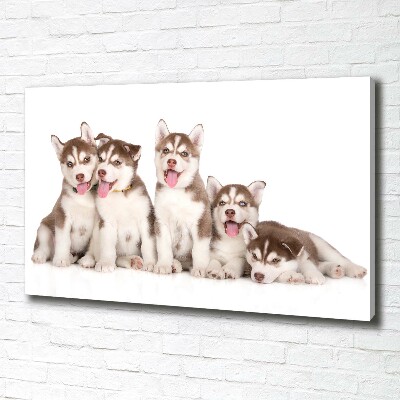 Fotocuadro en lienzo de alta calidad horizontal Cachorros de husky