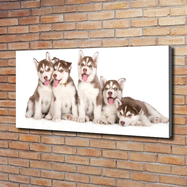 Fotocuadro en lienzo de alta calidad horizontal Cachorros de husky