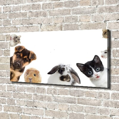 Cuadro canvas moderno de gran formato horizontal Mascotas