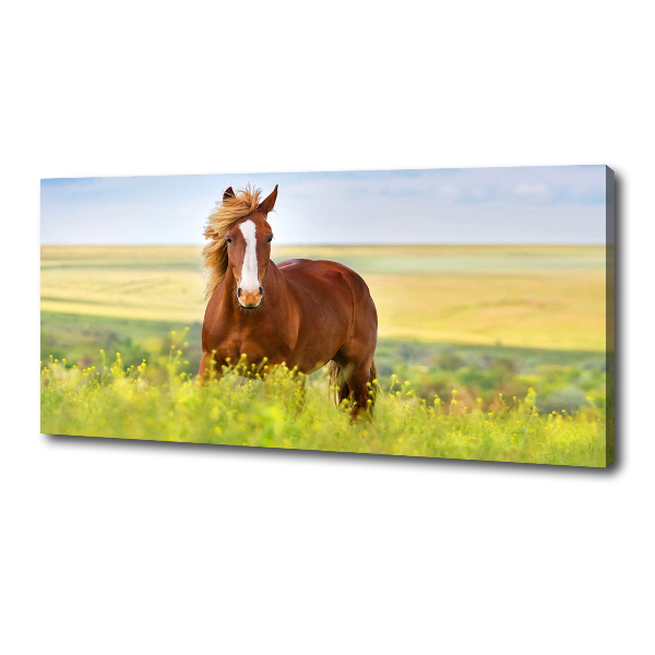 Foto en lienzo con acabado profesional horizontal Caballo marrón